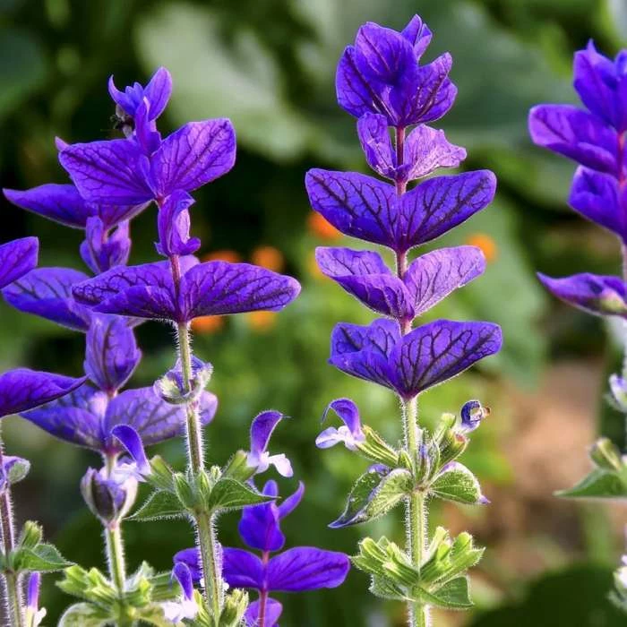 Salvia Viridis Blue Monday | Approx 180 Seeds 1 Salvia Viridis Blue Monday | Approx 180 Seeds