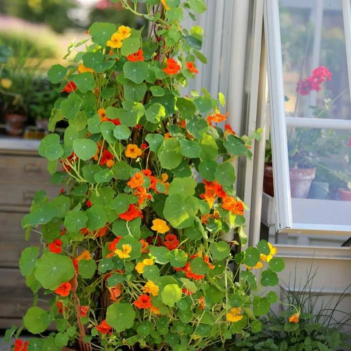 Tropaeolum Majus Climbing Mixed | Approx 40 Seeds 1 Tropaeolum Majus Climbing Mixed | Approx 40 Seeds