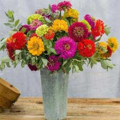 Zinnia Dahlia-Flowered Mixed | Approx 130 Seeds