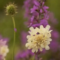 Scabiosa Atropurpurea Fata Morgana | Approx 75 Seeds