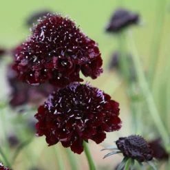 Scabiosa Atropurpurea Black Knight | Approx 75 Seeds