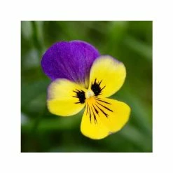Viola Tricolor | Approx 75 Seeds
