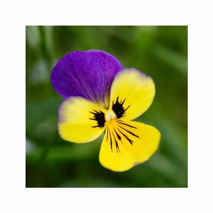 Viola Tricolor | Approx 75 Seeds 1 Viola Tricolor | Approx 75 Seeds