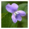 Viola Odorata | Approx 50 Seeds