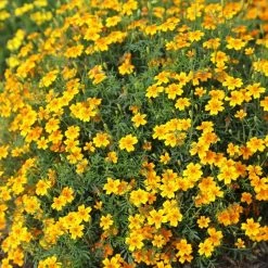 Tagetes Tenuifolia Golden Gem | Approx 225 Seeds