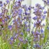 Anchusa Azurea Dropmore | Approx 25 Seeds