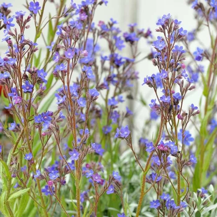 Anchusa Azurea Dropmore | Approx 25 Seeds 1 Anchusa Azurea Dropmore | Approx 25 Seeds