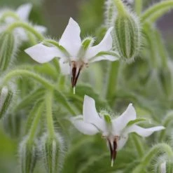 Borago Officinalis Alba | Approx 50 Seeds