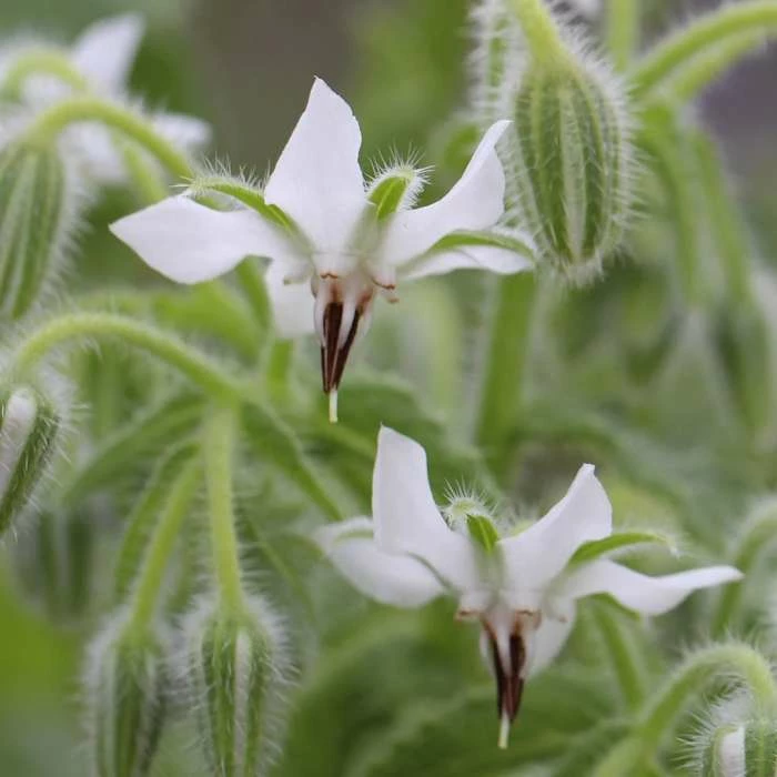 Borago Officinalis Alba | Approx 50 Seeds 1 Borago Officinalis Alba | Approx 50 Seeds