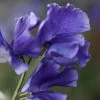 Lathyrus Odoratus Oxford Blue | Approx 20 Seeds