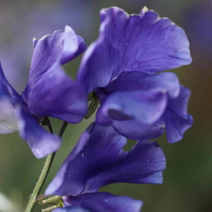 Lathyrus Odoratus Oxford Blue | Approx 20 Seeds 1 Lathyrus Odoratus Oxford Blue | Approx 20 Seeds