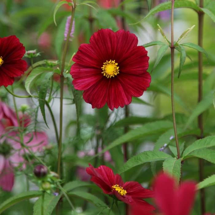 Cosmos Bipinnatus Rubenza | Approx 30 Seeds 1 Cosmos Bipinnatus Rubenza | Approx 30 Seeds