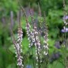Linaria Purpurea Canon Went | Approx 150 Seeds