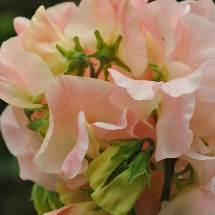 Lathyrus Odoratus Bobby's Girl | Approx 20 Seeds 1 Lathyrus Odoratus Bobby's Girl | Approx 20 Seeds