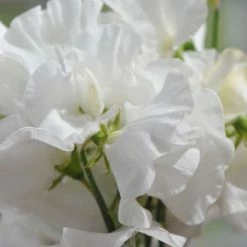 Lathyrus Odoratus White Frills | Approx 20 Seeds