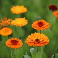 Calendula Officinalis Indian Prince (Prince Series) | Approx 100 Seeds