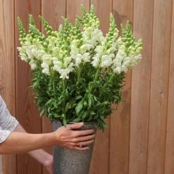 Antirrhinum Majus Admiral White | Approx 50 Seeds
