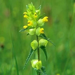 Rhinanthus Minor | Approx 50 Seeds