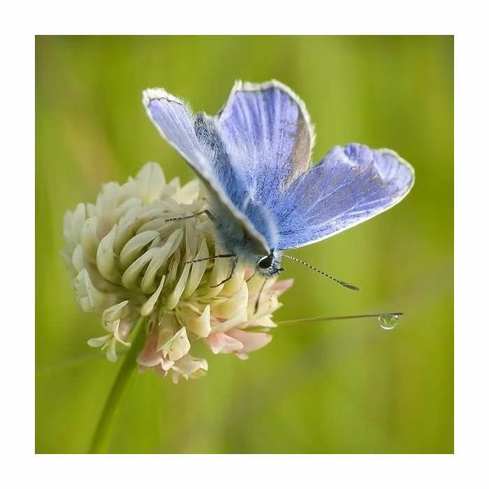 Trifolium Repens | Approx 750 Seeds 1 Trifolium Repens | Approx 750 Seeds