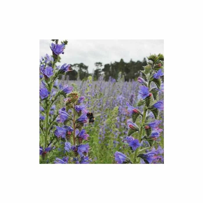 Echium Vulgare | Approx 35 Seeds 1 Echium Vulgare | Approx 35 Seeds