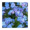 Myosotis Sylvatica | Approx 175 Seeds