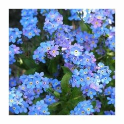 Myosotis Sylvatica | Approx 175 Seeds