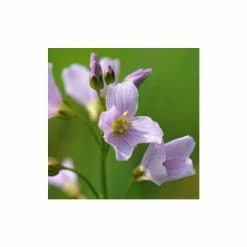 Cardamine Pratensis | Approx 250 Seeds