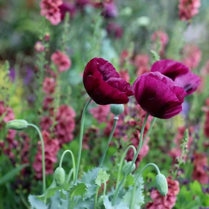 Papaver Somniferum Lauren's Grape | Approx 200 Seeds 1 Papaver Somniferum Lauren's Grape | Approx 200 Seeds