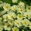 Cosmos Bipinnatus Xanthos | Approx 30 Seeds