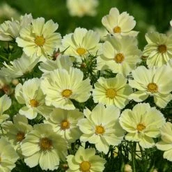 Cosmos Bipinnatus Xanthos | Approx 30 Seeds