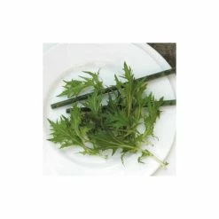 Mizuna | Approx 500 Seeds