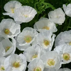 Papaver Rhoeas Bridal Silk | Approx 500 Seeds