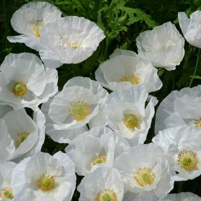 Papaver Rhoeas Bridal Silk | Approx 500 Seeds 1 Papaver Rhoeas Bridal Silk | Approx 500 Seeds