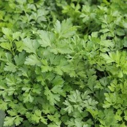 French Parsley | Approx 300 Seeds