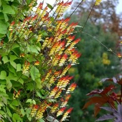 Ipomoea Lobata | Approx 20 Seeds