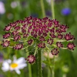 Daucus Carota Dara | Approx 50 Seeds