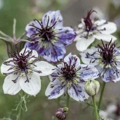 Nigella Papillosa Delft Blue | Approx 500 Seeds