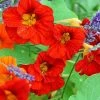 Tropaeolum Majus Empress Of India | Approx 35 Seeds