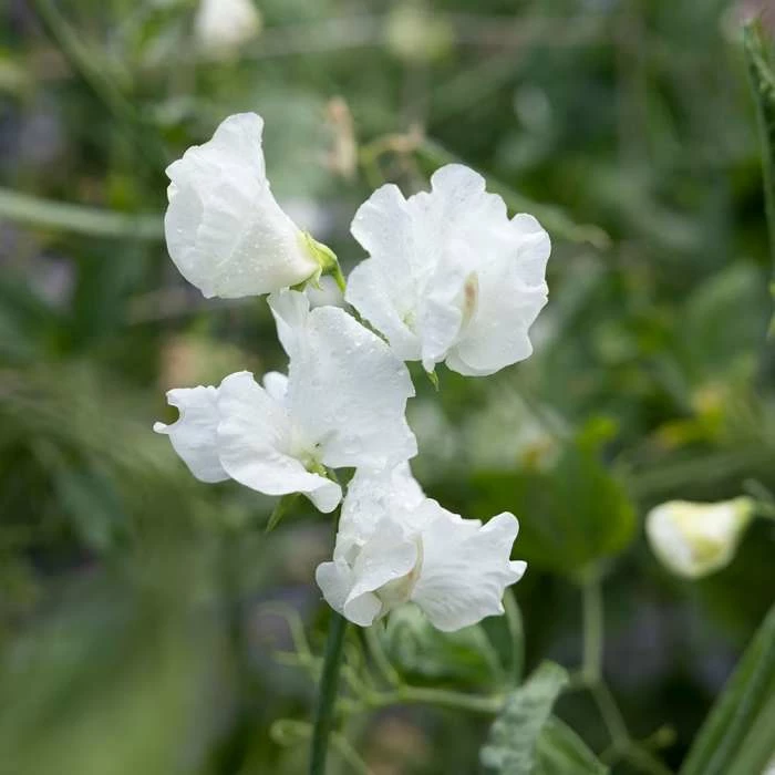 Lathyrus Odoratus Jilly | Approx 20 Seeds 1 Lathyrus Odoratus Jilly | Approx 20 Seeds