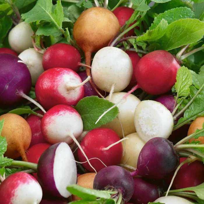 Radish Mixed | Approx 1000 Seeds 1 Radish Mixed | Approx 1000 Seeds