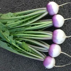 Turnip Sweetbell | Approx 250 Seeds