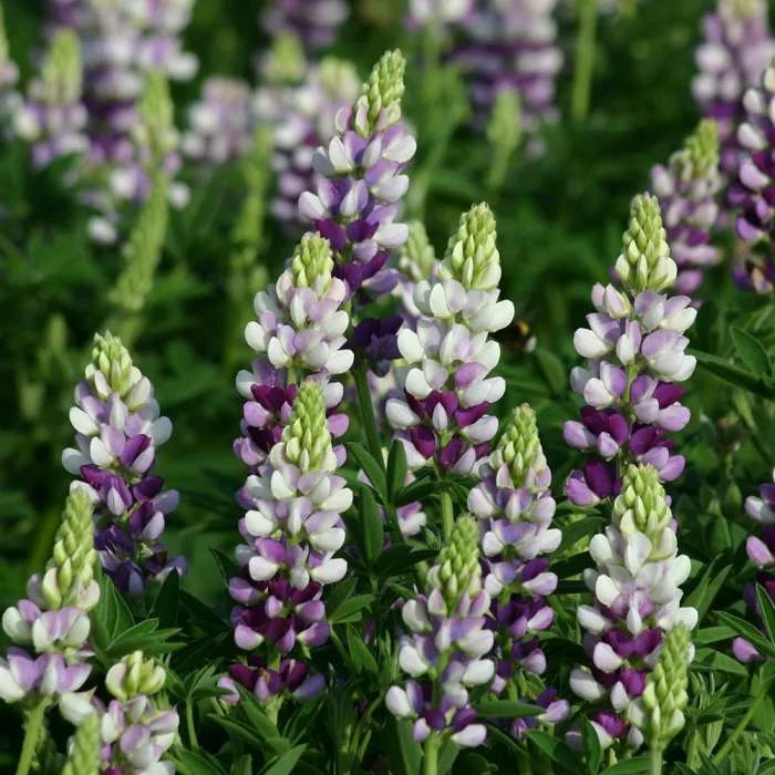 Lupinus Avalune Lilac-White (Avalune Series) | Approx 50 Seeds 1 Lupinus Avalune Lilac-White (Avalune Series) | Approx 50 Seeds