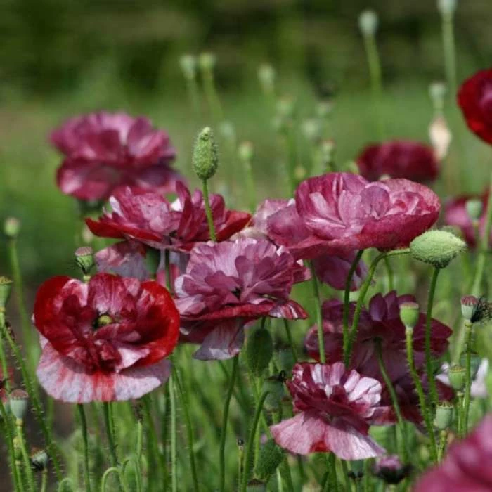 Papaver Rhoeas Pandora | Approx 500 Seeds 1 Papaver Rhoeas Pandora | Approx 500 Seeds