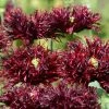 Papaver Black Swan | Approx 500 Seeds