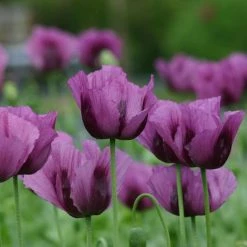Papaver Somniferum Hungarian Blue | Approx 500 Seeds