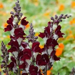 Antirrhinum Majus Night And Day | Approx 500 Seeds