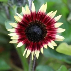 Helianthus Annuus Ms Mars | Approx 20 Seeds