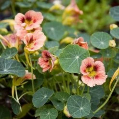 Tropaeolum Majus Ladybird Rose | Approx 30 Seeds