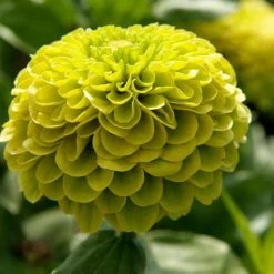 Zinnia Elegans Envy | Approx 100 Seeds