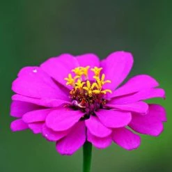 Zinnia Elegans Purple Prince | Approx 100 Seeds